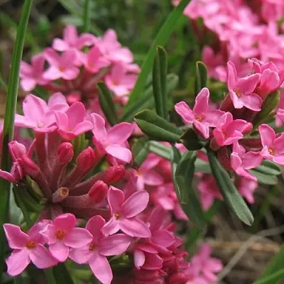 Волчеягодник  Волчеягодник в Махачкале