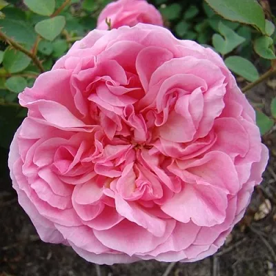 Саженцы роз ХАЙДИ ХОЛЛ английская в Махачкале