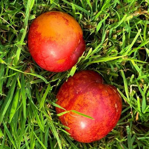 Шарафуга НЕКТАРИННАЯ в Махачкале