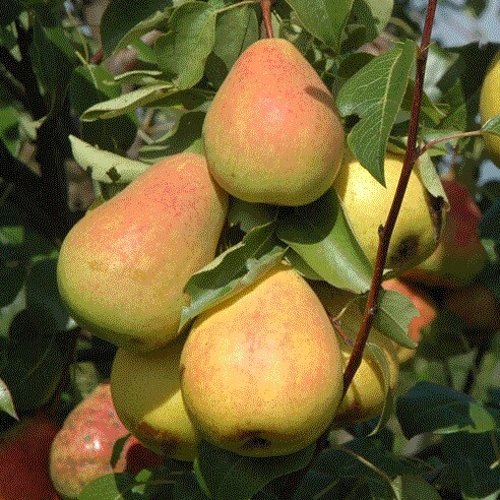 Груша СЕВЕРЯНКА в Махачкале
