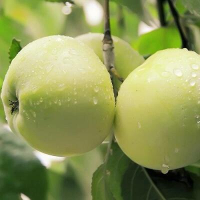 Саженцы яблони оптом в Махачкале