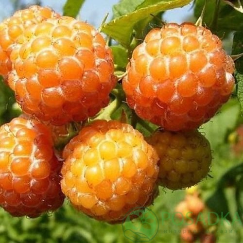Малина КУМБЕРЛЕНД желтая в Махачкале