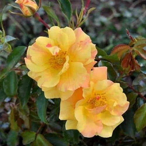 Роза АНГЕЛИНА ФРЕСКА флорибунда  в Махачкале