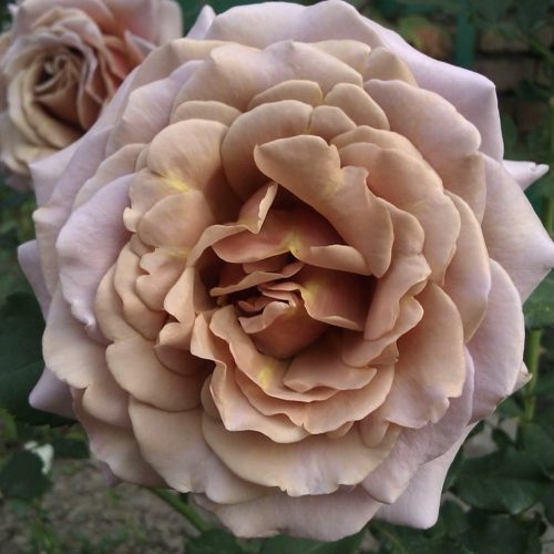 Роза КОКО ЛОКО флорибунда  в Махачкале