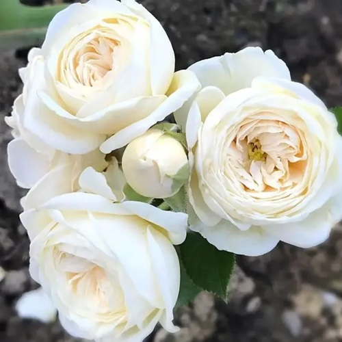 Роза АРТЕМИС шраб в Махачкале