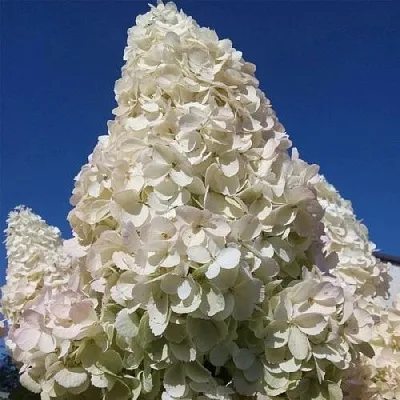 Белая в Махачкале