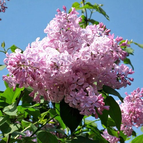 Сирень БУФФОН в Махачкале