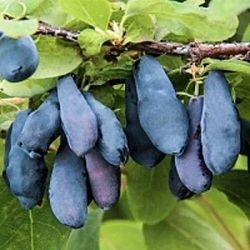 жимолость сибирячка.jpg