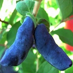 жимолость бакчарский великан.jpg