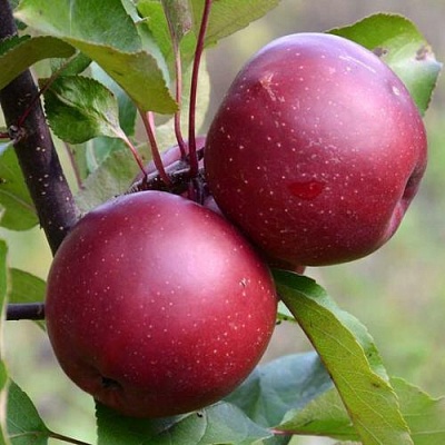 Яблоня красномясая в Махачкале