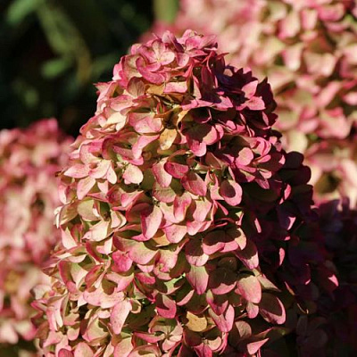 Мэджикал в Махачкале