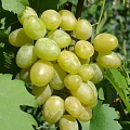Виноград в Махачкале