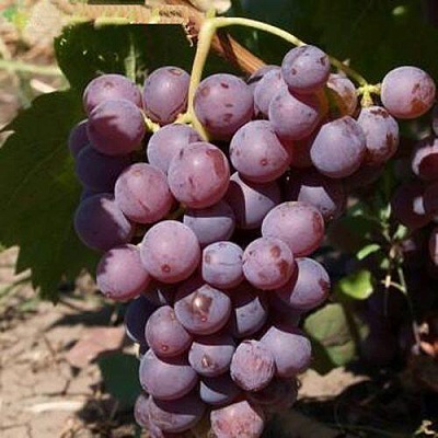 Виноград ЭЛЕГИЯ в Махачкале