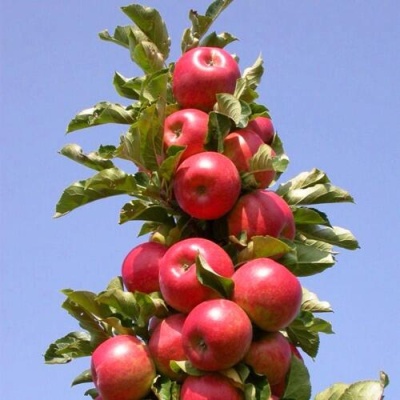 Яблоня СОЗВЕЗДИЕ колонновидная в Махачкале