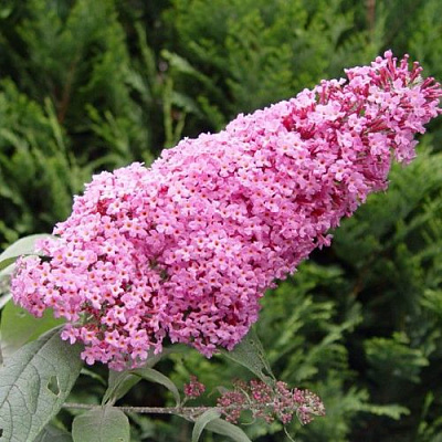 Буддлея давида ПИНК ДЕЛАЙТ в Махачкале