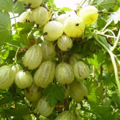 Крыжовник ИНВИКТА в Махачкале