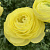 Ранункулюс КЕМПЕР романс в Махачкале