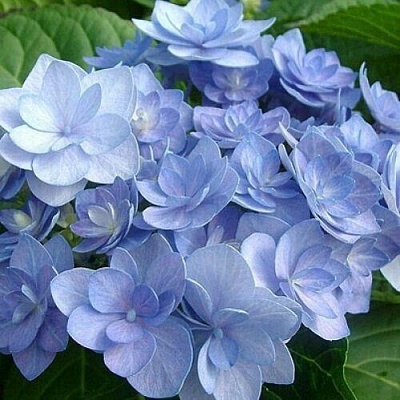 Голубая в Махачкале