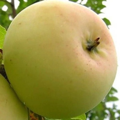 Яблоня БАНАНОВОЕ в Махачкале