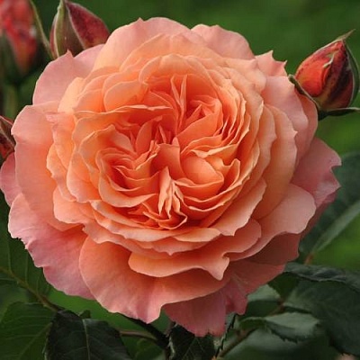 Роза шраб в Махачкале