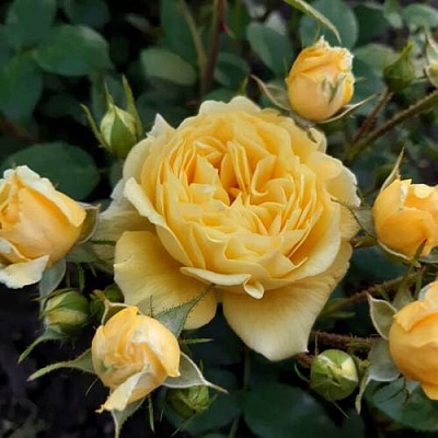 Роза флорибунда в Махачкале