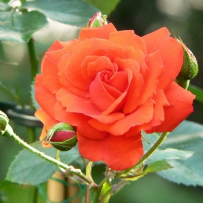 Роза АНЖЕЛИКА чайно-гибридная  в Махачкале