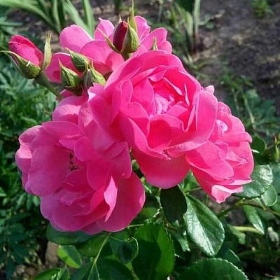 Роза АНГЕЛА флорибунда в Махачкале