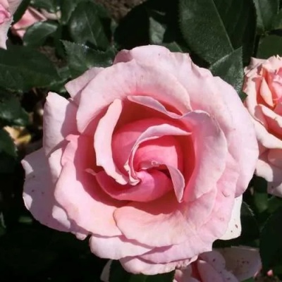 Роза ПОЭЗИЯ флорибунда в Махачкале