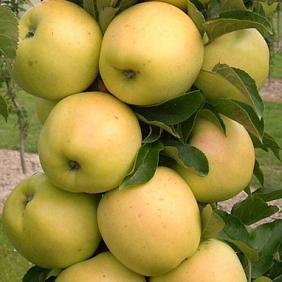 Яблоня колонновидная в Махачкале