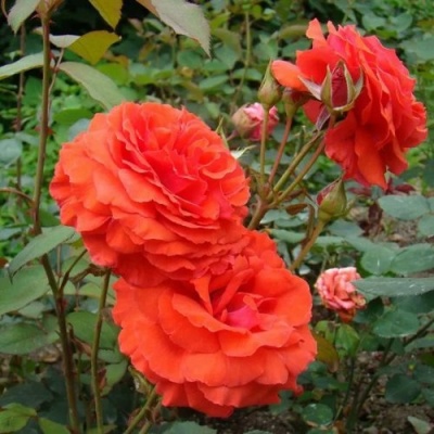 Роза АНЖЕЛИКА чайно-гибридная  в Махачкале