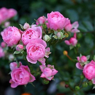 Роза полиантовая в Махачкале