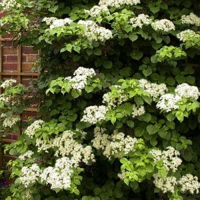 Черешковая в Махачкале