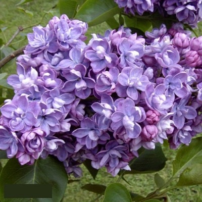 Сирень АМИ ШОТТ в Махачкале