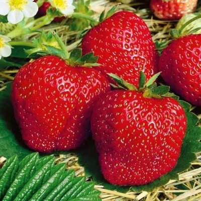 Клубника ВИМА ЗАНТА в Махачкале