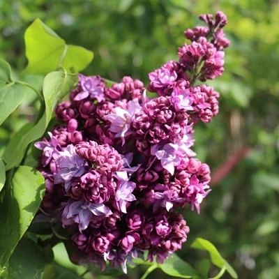 Сирень МАРШАЛ МАЛИНОВСКИЙ в Махачкале