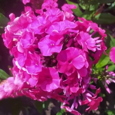 Флокс БАМБИНИ ДИЗАЙР метельчатый в Махачкале