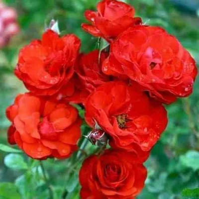 Роза ФАЙЕР КИНГ спрей  в Махачкале