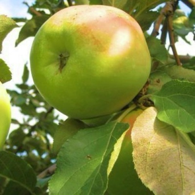 Яблоня ИКША колонновидная в Махачкале