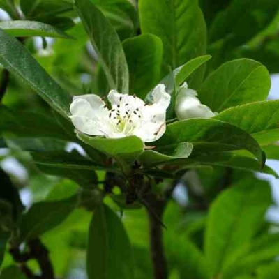 МУШМУЛА  в Махачкале