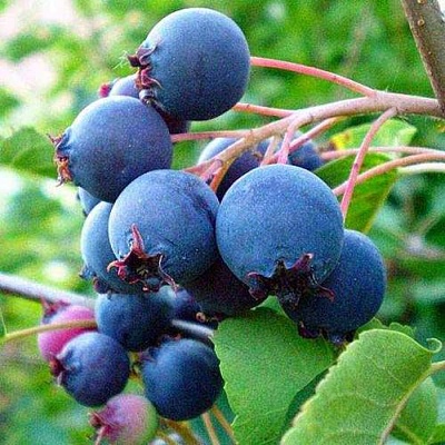 Ирга ПЕМБИНА в Махачкале