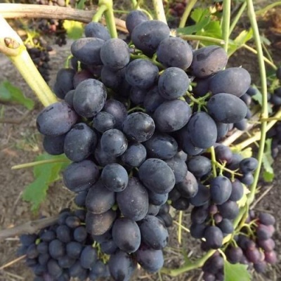 Виноград ЗАБАВА в Махачкале