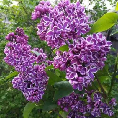Сирень СЕНСАЦИЯ в Махачкале