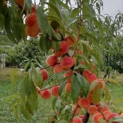 Персик ВУЛКАН в Махачкале