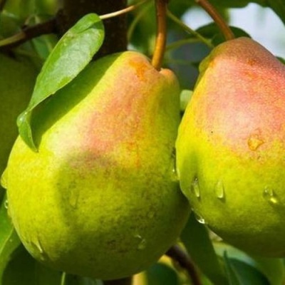 Груша ФЛЕЙТА в Махачкале