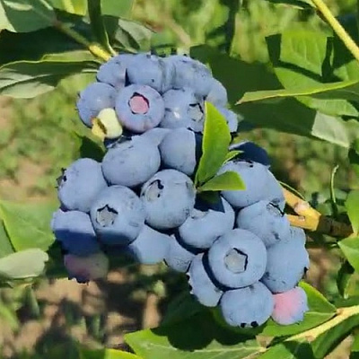 Голубика МЕГАС БЛЮ в Махачкале
