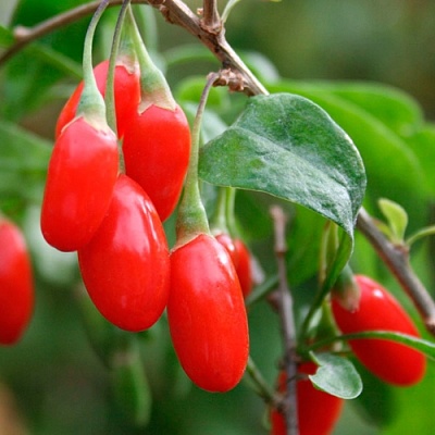 Годжи (чудо-ягода) в Махачкале
