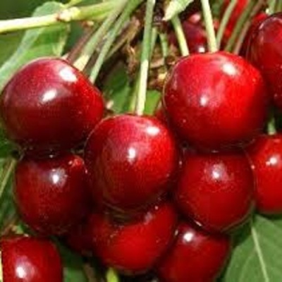 Черешня МИНЧАНКА в Махачкале