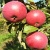 Яблоня ВАЛЮТА колонновидная в Махачкале