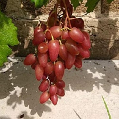 Виноград ЮБИЛЕЙ НОВОЧЕРКАССКА в Махачкале