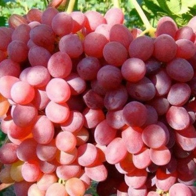 Виноград КИШМИШ КРАСНЫЙ в Махачкале